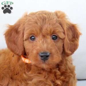 Arwen, Mini Goldendoodle Puppy