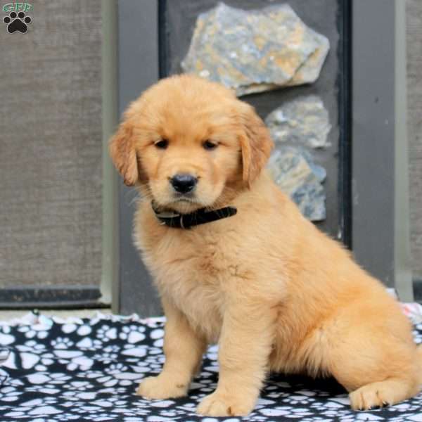 Ashaya, Golden Retriever Puppy