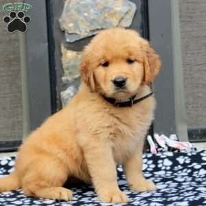 Ashaya, Golden Retriever Puppy