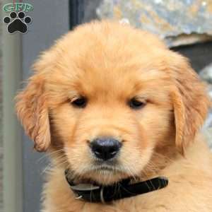 Ashaya, Golden Retriever Puppy