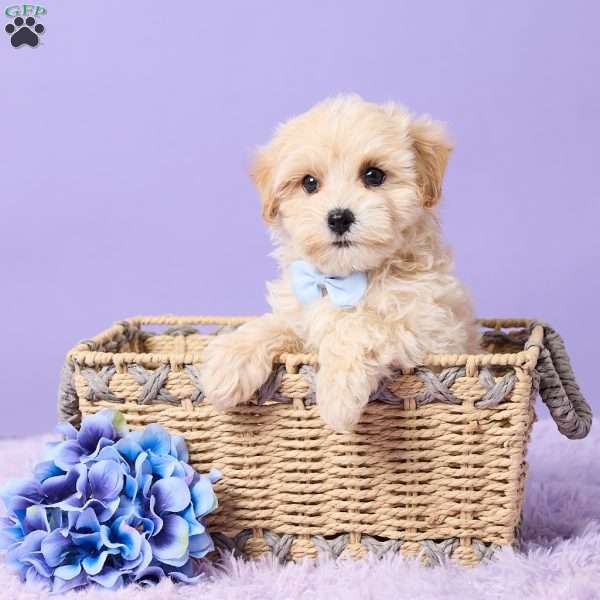 Asher, Maltipoo Puppy