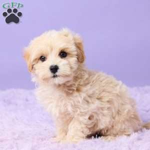 Asher, Maltipoo Puppy