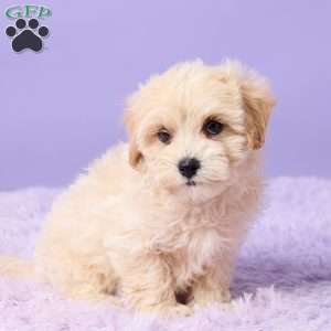 Asher, Maltipoo Puppy