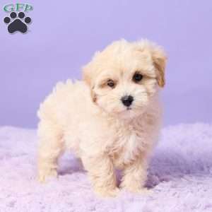 Asher, Maltipoo Puppy