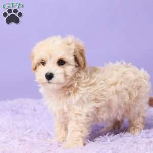 Asher, Maltipoo Puppy