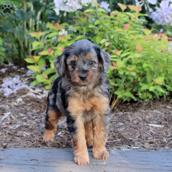 Asher, Mini Aussiedoodle Puppy