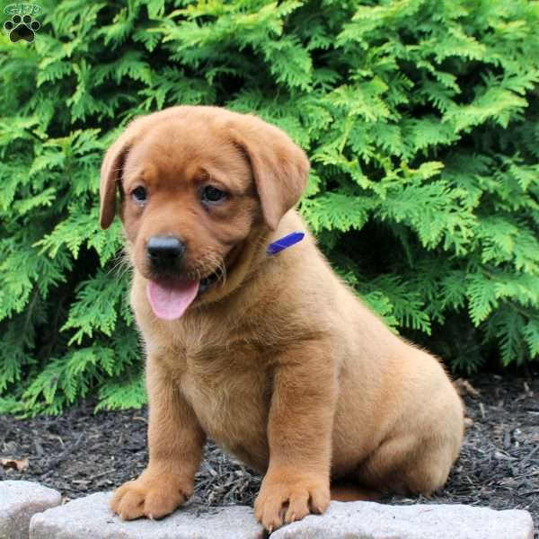Asher, Fox Red Labrador Retriever Puppy