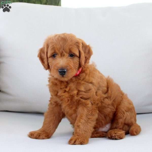 Asher, Mini Goldendoodle Puppy