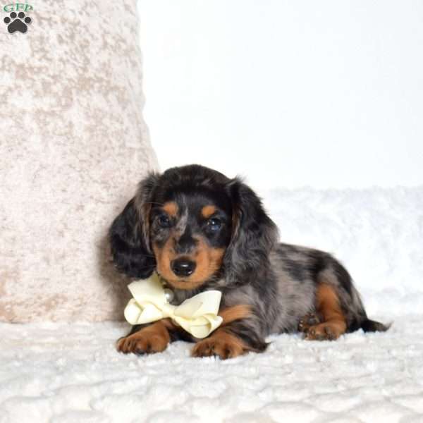 Asher, Dachshund Puppy
