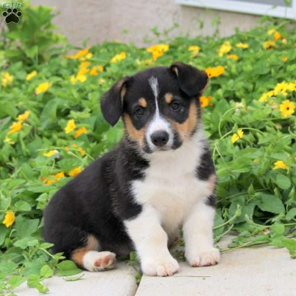 Asher, Pembroke Welsh Corgi Puppy