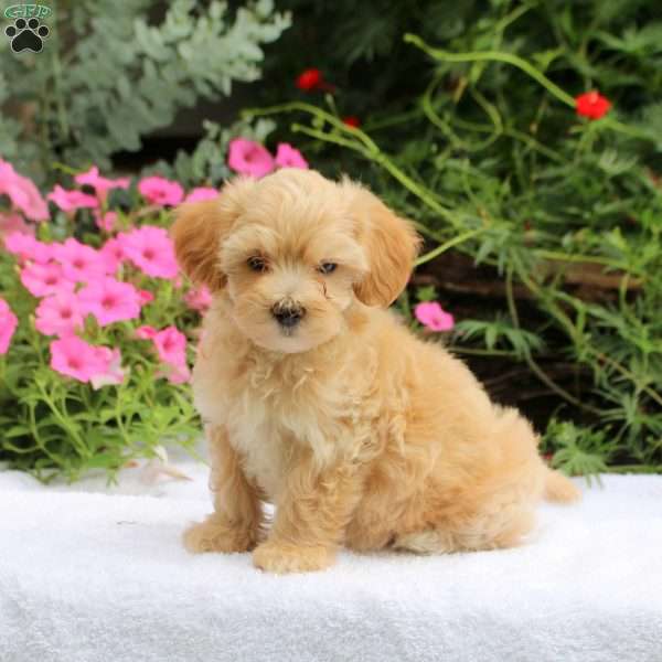 Asher, Maltipoo Puppy