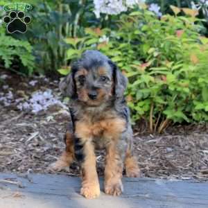 Asher, Mini Aussiedoodle Puppy