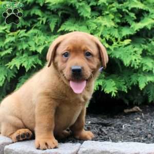 Asher, Fox Red Labrador Retriever Puppy
