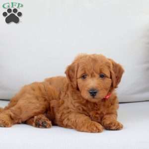 Asher, Mini Goldendoodle Puppy