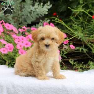 Asher, Maltipoo Puppy