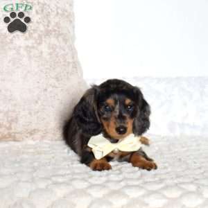 Asher, Dachshund Puppy