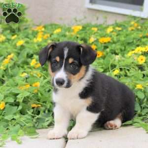 Asher, Pembroke Welsh Corgi Puppy
