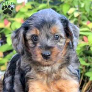 Asher, Mini Aussiedoodle Puppy