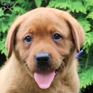Asher, Fox Red Labrador Retriever Puppy