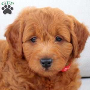 Asher, Mini Goldendoodle Puppy