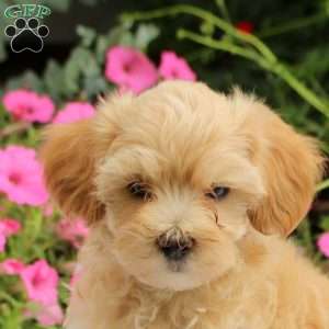Asher, Maltipoo Puppy