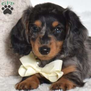 Asher, Dachshund Puppy