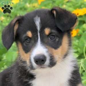 Asher, Pembroke Welsh Corgi Puppy