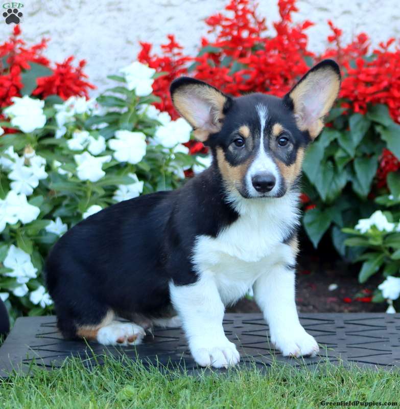 Asher (Pembroke Corgi, Male) in Gap, PA