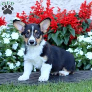 Asher, Pembroke Welsh Corgi Puppy