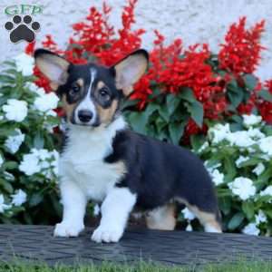 Asher, Pembroke Welsh Corgi Puppy