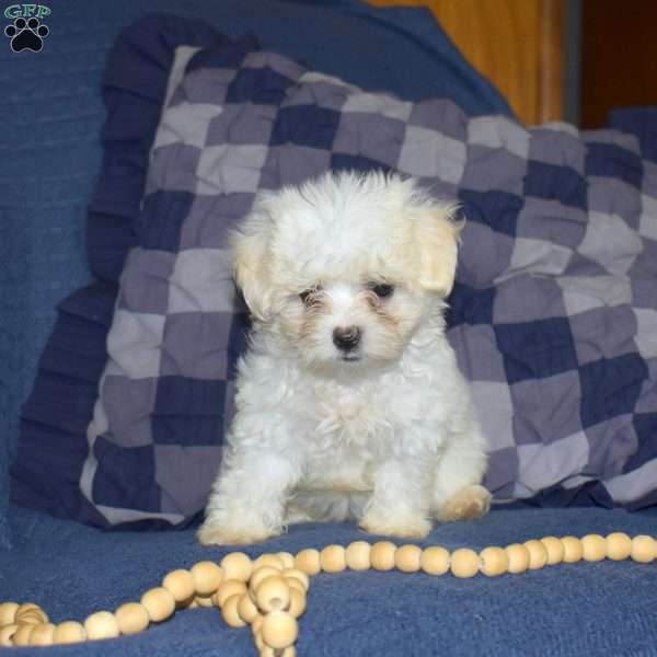 Ashley, Maltese Puppy