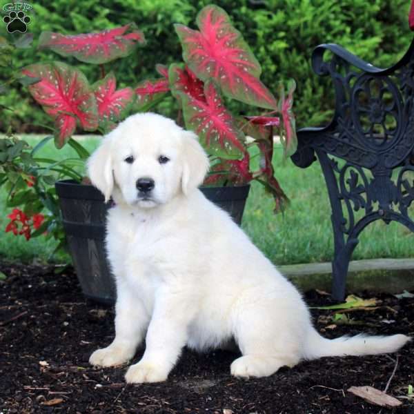 Ashley, English Cream Golden Retriever Puppy