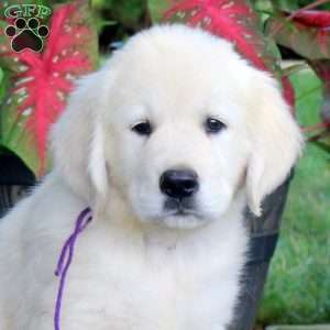 Ashley, English Cream Golden Retriever Puppy