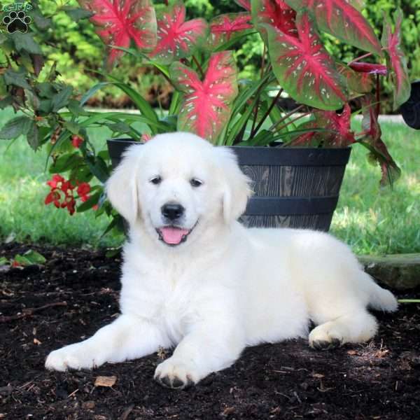 Asia, English Cream Golden Retriever Puppy