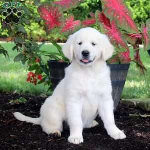 Asia, English Cream Golden Retriever Puppy