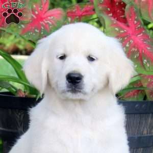 Asia, English Cream Golden Retriever Puppy