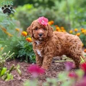Aspen, Cavapoo Puppy