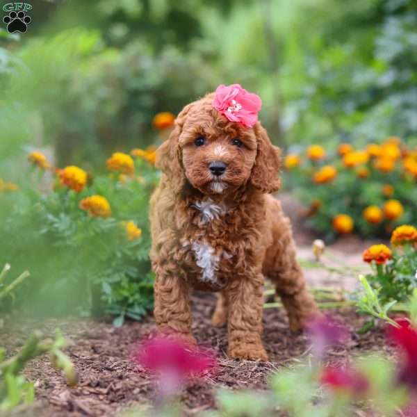 Aspen, Cavapoo Puppy