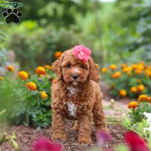 Aspen, Cavapoo Puppy