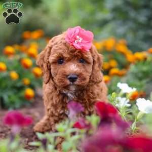 Aspen, Cavapoo Puppy