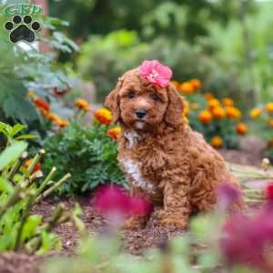 Aspen, Cavapoo Puppy