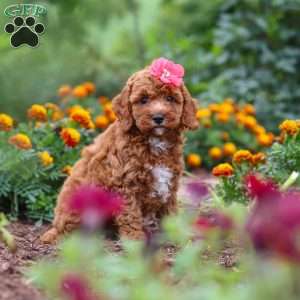 Aspen, Cavapoo Puppy