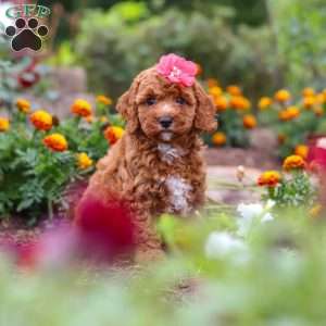Aspen, Cavapoo Puppy