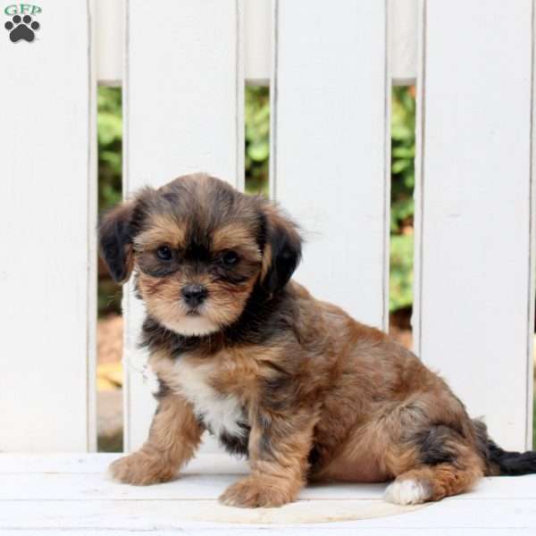 Aspen, Shorkie Puppy