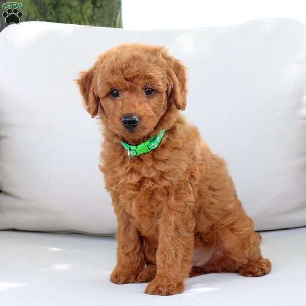 Aspen, Mini Goldendoodle Puppy