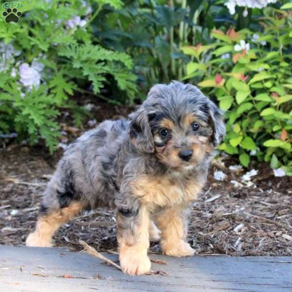 Aspen, Mini Aussiedoodle Puppy
