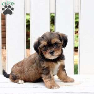 Aspen, Shorkie Puppy
