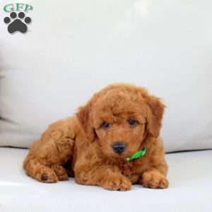 Aspen, Mini Goldendoodle Puppy