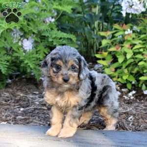 Aspen, Mini Aussiedoodle Puppy