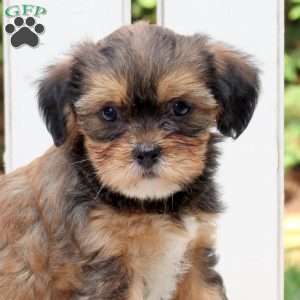 Aspen, Shorkie Puppy